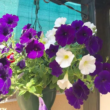 Studio Apartman Giardino Vir